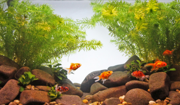 Aquarium outdoor dengan batu alam dan ikan mas koki berwarna